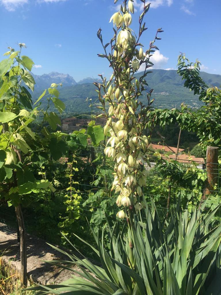 Il Casale Di Rolando Apartment Castiglione di Garfagnana Ngoại thất bức ảnh
